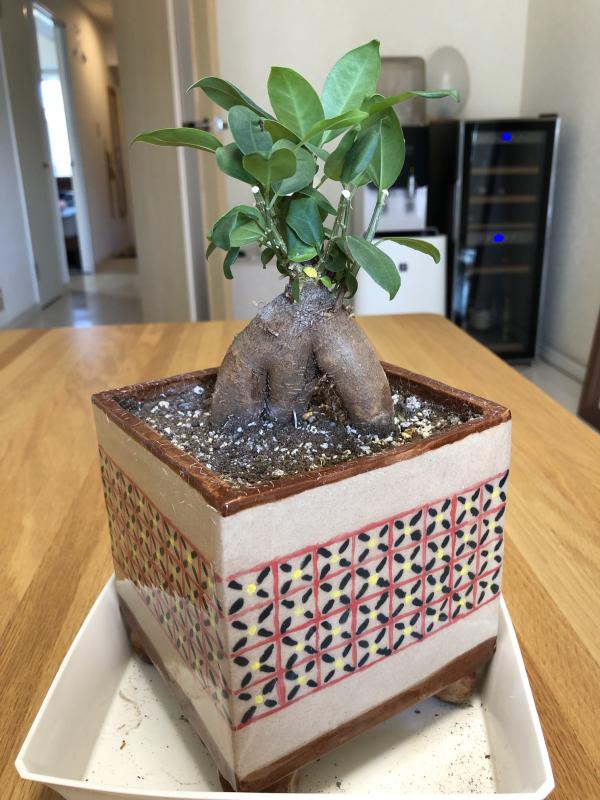 ガジュマルAfter