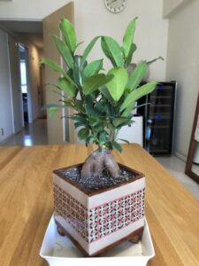 ガジュマルBefore