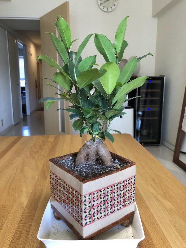 ガジュマルBefore